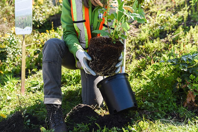 A person planting trees