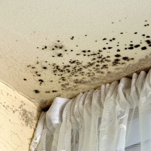 damp and mould on ceiling
